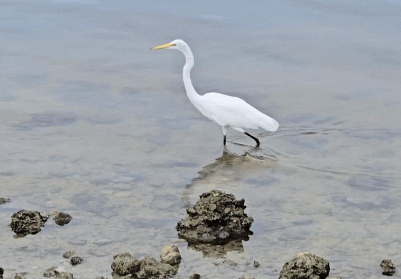 birds